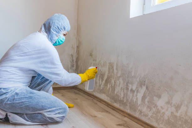 Licensed Mold Remediation service in Pikesville, MD - WQB Mold Removal